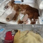 ※※광화문에서 40분간 돌<b>팔매</b>질당한 소망이를위해 서명해주세요(사진有)※※