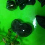 ★★★<b>포도</b>먹다가 돌연변이발견(사진有)(스압전혀없음네버)