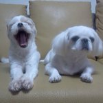 ★★★★★★★우리집 강<b>쥐들</b>을 소개 하겠음 ㅎㅎㅎㅎ사진 있음 ㅎㅎ★★★★★