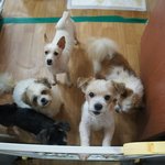 (사진有) 입양을 기다리는 아이들, 또만나고왔어요~