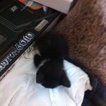 사진有)<b>어미</b>없는 새끼고양이 데려왔어요. 어떡하죠ㅠㅠ??도와주세요