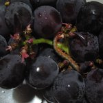 사진有★★★<b>포도</b>를 먹다가 지네가 나왔습니다★★★