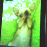 ★★★★인증有)기도하는 우리집 개님★★★★★★★