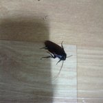 ★★(사진有)바퀴벌레 사건★★<b>ps</b>.혐오