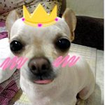 ★★★친구네집 꽃님이를 소개해요★★★ 사진 많아용ㅎ,ㅎ