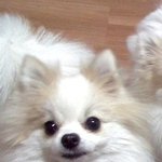 제 자식이 경매에서 팔려갔습니다. 찾을수 없을까요?