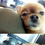 부천시 <b>내동</b> 콧바람들어 가출한 포메리안(갈색) 복실이를 찾습니다