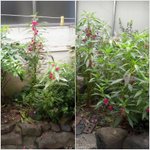 ★★사진有!우리집에 괴<b>식물</b>이 살아요★★