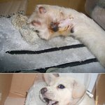 사진有3개월된강아지에게 못을박고...서명좀해주세요