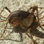 ★★[곱등이 죽이는법]지식인에서본 웃긴<b>답변</b>★★