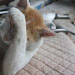 개<b>괭이</b>