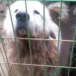 ☞☞☞☞(사진有)이정도는<b>동물</b>학대가안됩니다.꼭좀봐주세요!!!!(+수정)★★★★