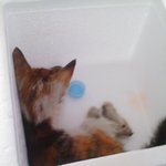 ☆★아기 길고양이 구출 , 그리고 입양 원하는분 ㅠㅠ★☆