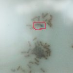 (사진有) 개봉안한 생리대에 개미가 <b>득실</b>한데 어떡하죠?