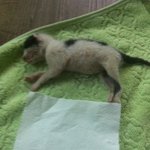 태어난지 2~3일된 고양이를 주웠어요..사진有