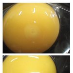 2탄(혐오?스러울수도아름다운탄생!)병아리가<b>부화</b>하는<b>과정</b>★★★