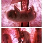 8탄★★★<b>동물</b>들의뱃속태아사진★★