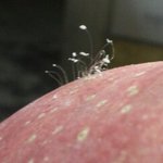 앗 사과에 우담<b>바라</b>가???