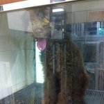 유기견 마루의 임보일기-1 (마루를 입양하실 좋은 분을 찾습니다...