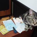 <b>호기심</b> 가득한 고양이 ㅎㅎㅎ