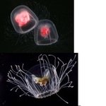 17탄★★★이것이바로신세계다!!★★