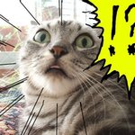 죄충우돌 유학생들 이야기 1탄!!!
