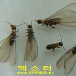 홍대 편의점에 날개미 <b>출몰</b>!!!!!!!!!