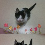 ※※※(사진有)귀<b>염주</b>의우리집고양이별이를 소개합니다!!!!※※※※※※※※※※※