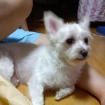 ★★★★★잃어버린 가족같은 강아지을 찾습니다★★★★★★