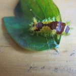 사진有!!! 쐐기<b>나방</b> 애벌레한테 물렸어요ㅠㅠㅠㅠㅠ