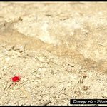 ★★★아주작은 빨간 <b>거미</b>를 아시나요??★★★