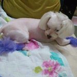저희 콩이를 찾아주세요 사진有