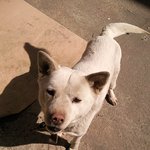 ★★인천 가좌동에서 백구를 오토바이에 태워 훔쳐간 <b>xx</b>들을 찾습니다★★