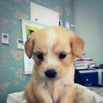♥♥♥(사진!!)우리 소보로빵을 소개해용♥♥♥