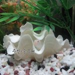 ★★ftisland숙소의 애완<b>동물</b> 총정리★★