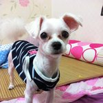 단대동 논골놀이터 한국유통앞에서 말티즈 남아 잃어버렸어요.