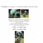 집나간 우리집 개를 찾습니다.