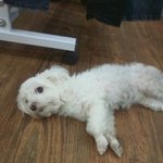 <b>포항</b> 환호동에서 말티스 암컷 강아지 잃어버리신 분 찾습니다 .....