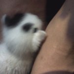 길고양이 <b>입양</b>해가실 분 있나요?