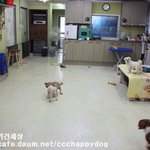 ☆★☆강아지유치원같은 유기견보호소-봉사활동 이야기☆★☆