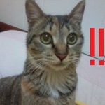 ◇◆(사진有)의정부 태흥<b>시네마</b> l버거는 편의점햄버거인가요??◇◆