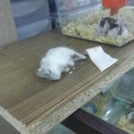 <수정> 햄스터는 사람한테 쓰레기 같은 존재 였나요?