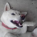 동영상有 ) 우리집 귀차니즘개 <b>똘똘이</b>