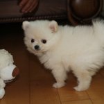 [사진有] 우리집 정원사 강아지 <b>둥이</b>를 소개합니다