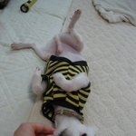 경기권>말티즈, 2살, 남아, 명랑하고 <b>배변</b>90% 가리는 제임스가 새...