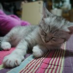 sun-1○●○●○우리집 고양이의 생활○●○●○