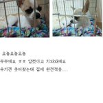 울집 멍뭉이 <b>쭈쭈</b>누리
