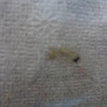 (사진 有) 쫄면에서 벌래 나왔어요