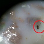 ★☆★ 식당에서 벌레가 나왔어요(사진有) ★☆★