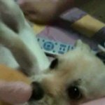 (사진有)★★우리집강아지꼭좀찾아주세요★★